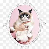 脾气暴躁的猫时尚猫行为-猫-空若网 脾气暴躁的猫时尚猫行为-猫-空若网