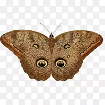 猫头鹰蝴蝶昆虫-空若网 猫头鹰蝴蝶昆虫-空若网