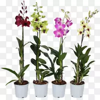 石斛、兰花、古镇兰花-空若网 石斛、兰花、古镇兰花-空若网