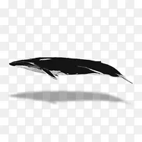 澳大利亚的海豚鲸鱼-蓝鲸-空若网 澳大利亚的海豚鲸鱼-蓝鲸-空若网