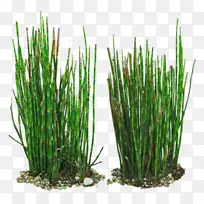 野马尾枝马尾竹香根草-绿竹-空若网 野马尾枝马尾竹香根草-绿竹-空若网