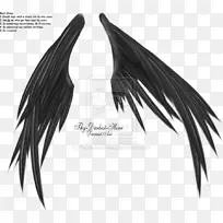 疯狂的翅膀摄影泽诺莫夫剪贴画-空若网 疯狂的翅膀摄影泽诺莫夫剪贴画-空若网