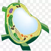 ����ֲ��Һ��ֲ��ϸ����ֲ��-������