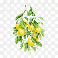 ˮ�ʻ�ˮ���¸���˹ֲ���ͼ-����-������