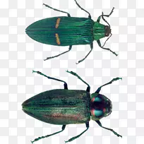 甲虫电脑图标夹艺术虫-空若网 甲虫电脑图标夹艺术虫-空若网