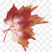 花瓣叶植物茎开花植物-叶-空若网 花瓣叶植物茎开花植物-叶-空若网