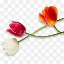 郁金香婚纱切花植物茎郁金香-空若网 郁金香婚纱切花植物茎郁金香-空若网