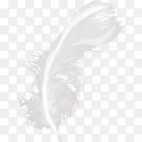 白色羽毛黑色-白色羽毛-空若网 白色羽毛黑色-白色羽毛-空若网