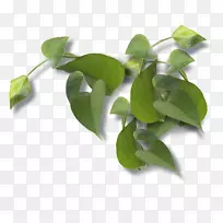 番茄豆芽甘薯食品甘薯叶-空若网 番茄豆芽甘薯食品甘薯叶-空若网