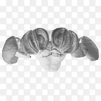 ����Ь�����-������