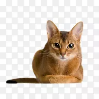 阿比西尼亚猫,拉格娃娃,波斯猫,大草原猫,鸟人-空若网 阿比西尼亚猫,拉格娃娃,波斯猫,大草原猫,鸟人-空若网