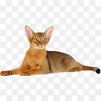 ����������èСè��˹����è-������