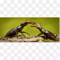 ¼×³æ-¿ÕÈôÍø ¼×³æ-¿ÕÈôÍø