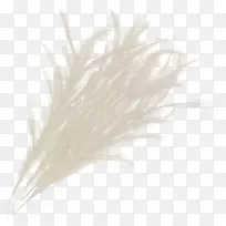 羽毛材料-羽毛-空若网 羽毛材料-羽毛-空若网
