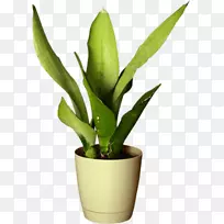 室内植物花盆动画-花卉-空若网 室内植物花盆动画-花卉-空若网