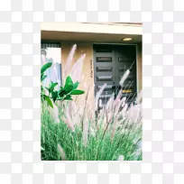 ����̬��޹�²ݿ�-������