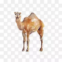 水彩画插图.水彩骆驼-空若网 水彩画插图.水彩骆驼-空若网