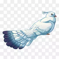 食肉鸟羽毛翅鸟-空若网 食肉鸟羽毛翅鸟-空若网