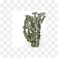 树胶树,叶植物,蕨类植物-空若网 树胶树,叶植物,蕨类植物-空若网