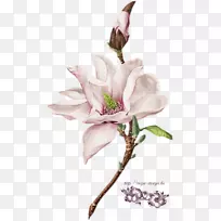 植物插图水彩画-空若网 植物插图水彩画-空若网