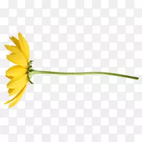 郁金香花瓣剪贴画-花-空若网 郁金香花瓣剪贴画-花-空若网