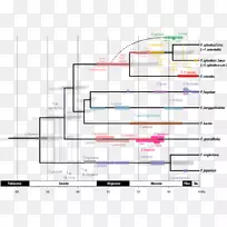 系统发育化石分子钟系统发育网络系统发育树-空若网 系统发育化石分子钟系统发育网络系统发育树-空若网