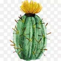 仙人掌科水彩画肉质植物水彩画肉质仙人掌-空若网 仙人掌科水彩画肉质植物水彩画肉质仙人掌-空若网