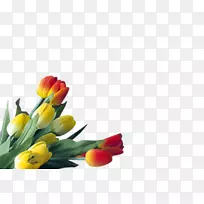 �����㻨������л�ֲ�ﾥѿ������-������