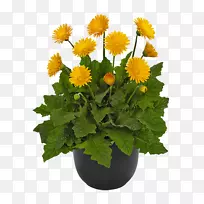 �����л�ֲ��ջ�-������