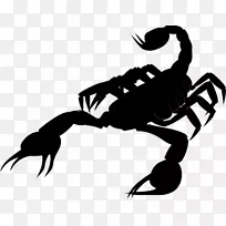 蝎子剪贴画-蝎子-空若网 蝎子剪贴画-蝎子-空若网