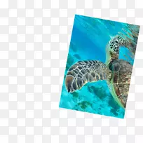 水下潜水马尔代夫海龟潜水-空若网 水下潜水马尔代夫海龟潜水-空若网