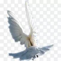 ���β��-������