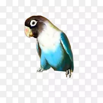 ���Ĳ���-��-������