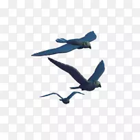 金刚嘴-空若网 金刚嘴-空若网