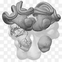 手指牵引骨/m/02csf关节神经元-空若网 手指牵引骨/m/02csf关节神经元-空若网