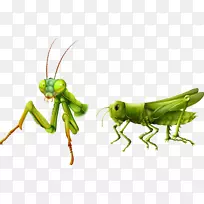 昆虫免版税插图.手绘昆虫-空若网 昆虫免版税插图.手绘昆虫-空若网