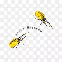 南方黄牛、蜜蜂、昆虫-公牛昆虫-空若网 南方黄牛、蜜蜂、昆虫-公牛昆虫-空若网