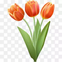 郁金香剪贴画-郁金香-空若网 郁金香剪贴画-郁金香-空若网