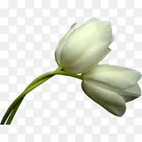 插花艺术-空若网 插花艺术-空若网