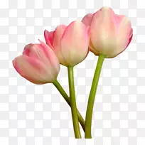 �����㻨���л�-������-������