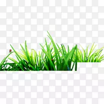 下载-GRASS-空若网 下载-GRASS-空若网