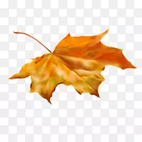 ��Ҷ�����ռ�-����-������