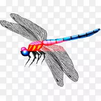 蜻蜓蚊虫蝴蝶-美丽的蜻蜓翅膀-空若网 蜻蜓蚊虫蝴蝶-美丽的蜻蜓翅膀-空若网