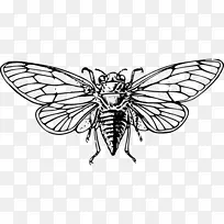 蝉画夹艺术昆虫-空若网 蝉画夹艺术昆虫-空若网