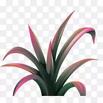 下载剪贴画-美丽的植物-空若网 下载剪贴画-美丽的植物-空若网