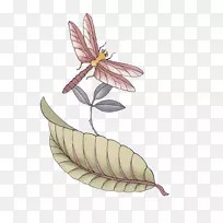 昆虫插图.蜻蜓颜色-空若网 昆虫插图.蜻蜓颜色-空若网