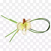 花瓣结绿结植物-空若网 花瓣结绿结植物-空若网