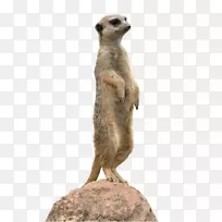 猫鼬动物剪贴画-空若网 猫鼬动物剪贴画-空若网