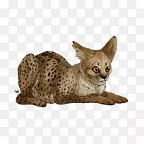 加州萨凡纳猫-空若网 加州萨凡纳猫-空若网