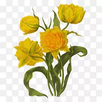 花卉设计郁金香画插图-类似太阳郁金香图片材料-空若网 花卉设计郁金香画插图-类似太阳郁金香图片材料-空若网